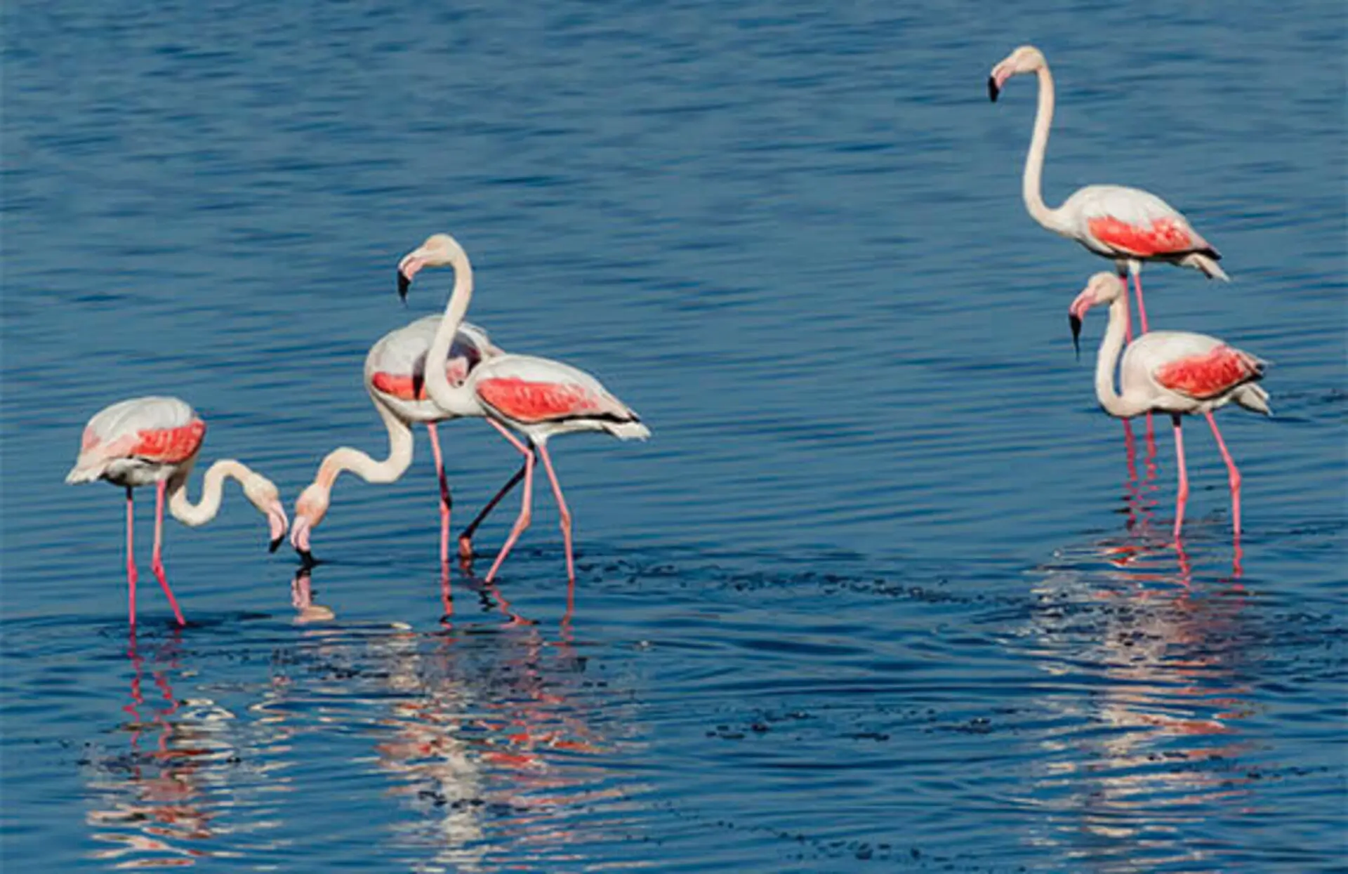 Lake Vistonida nature and wildlife Fanari